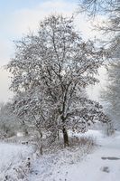 Winter im Sachsenwald