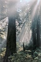 Mammutbaum im Redwood NP - USA 2001 (analoge Aufnahme)