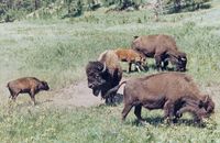 Büffel im Yellowstone NP - USA 2001 (analoge Aufnahme)