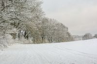 Winter im Sachsenwald