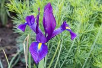 Schwertlilie (Iris) - Reinbek 2007